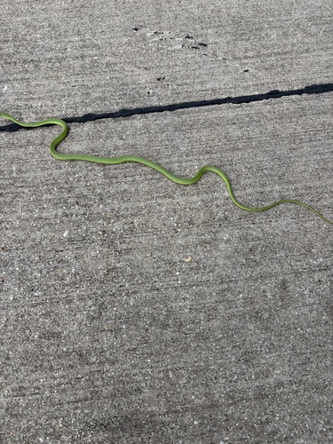 Featured image for “Rough Greensnake”