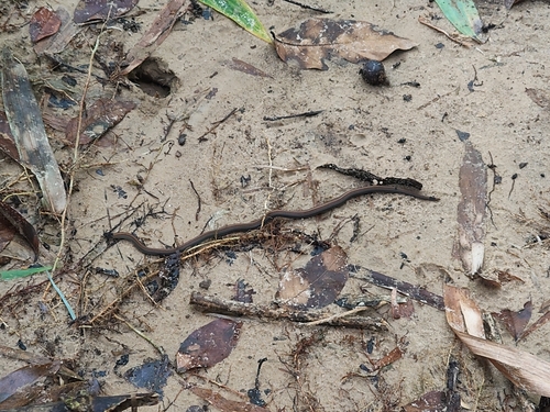 Photo of a Gray's Kukri Snake (Oligodon dorsalis)