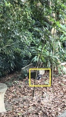 Copsychus malabaricus