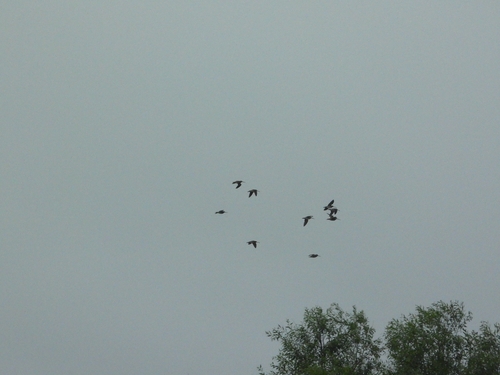iNaturalist image