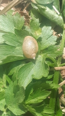 Ampullaceana balthica