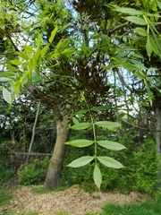 Fraxinus excelsior