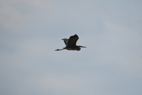 iNaturalist image