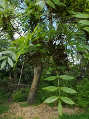 Fraxinus excelsior