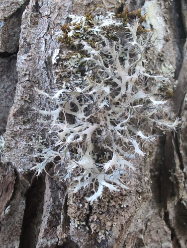 Great Ciliated Lichen