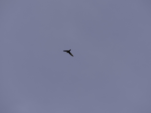 Dark Swiftlets