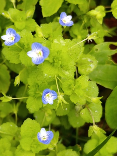 Наблюдение на iNaturalist