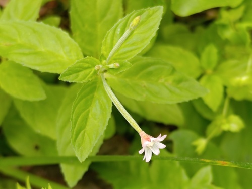 Наблюдение на iNaturalist