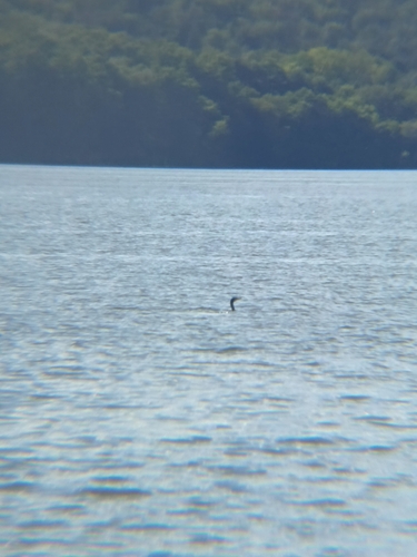 Great Cormorant