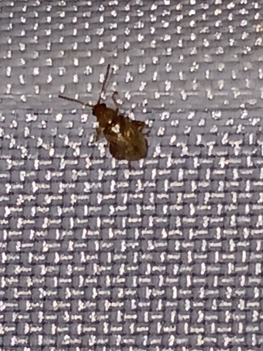 Glyptina