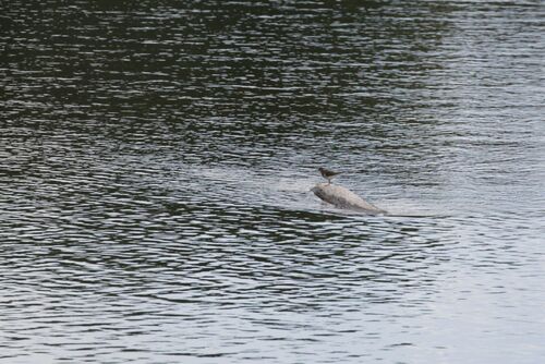 iNaturalist image