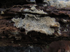 Hyphodontia arguta