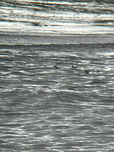 Red-necked Phalarope