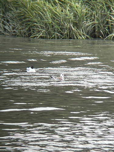 Bonaparte's Gull