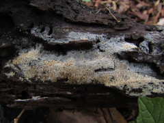 Hyphodontia arguta