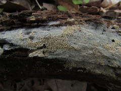 Hyphodontia arguta