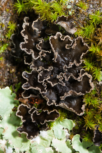 Powdered Moon Lichen