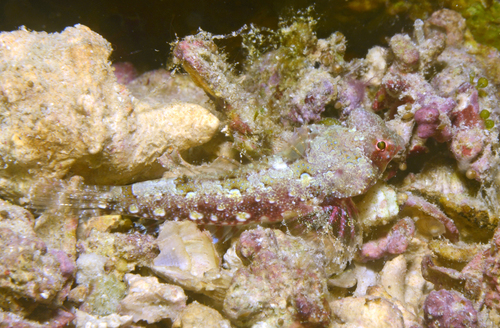 Bartels pitvis (Synchiropus bartelsi) — Callionymidae — 5