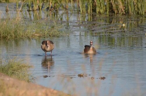 iNaturalist image
