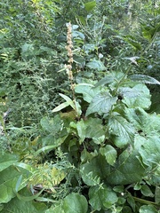 Rumex altissimus