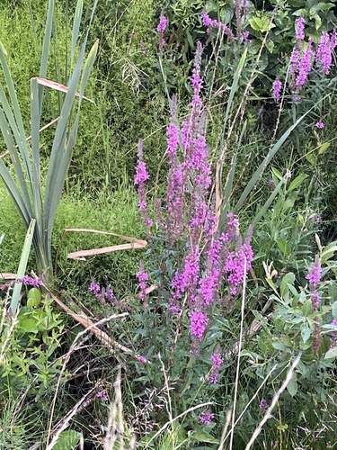 purple loosestrife
