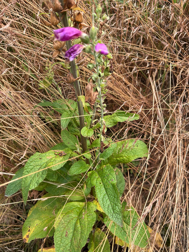 purple foxglove