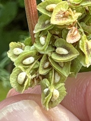 Rumex altissimus, photograph (c) Bob, some rights reserved (CC BY)