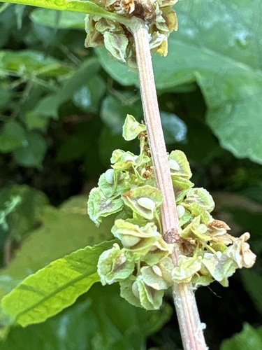 Rumex altissimus, photograph 3