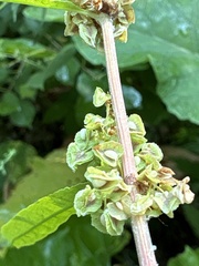 Rumex altissimus, photograph (c) Bob, some rights reserved (CC BY)