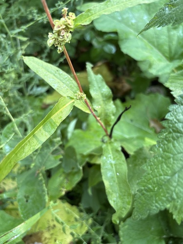 Rumex altissimus, photograph 4