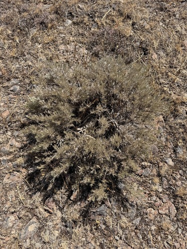 Artemisia rigida, photograph 3