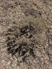 Artemisia rigida, photograph (c) James H. Thomas, some rights reserved (CC BY)