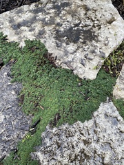 Petrophytum