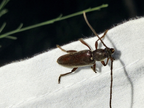 Anelaphus moestus