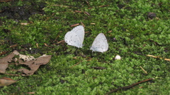 Celastrina lavendularis himilcon