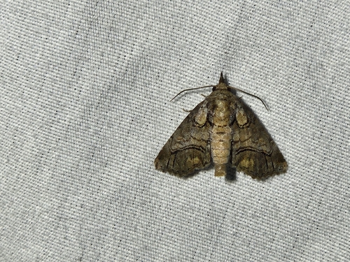 Barrens Paectes Moth photo 3