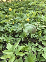 Ranunculus cassubicus