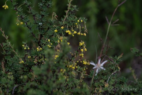 Berberis wilsoniae