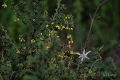 Wilson's Barberry (Berberis wilsoniae)