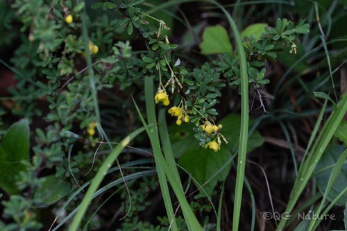Berberis wilsoniae, photograph 1