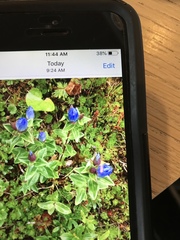 Gentiana platypetala