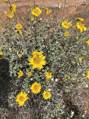 Encelia actoni