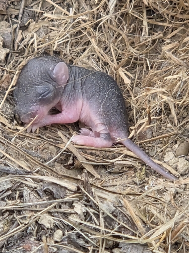 White-footed Mouse