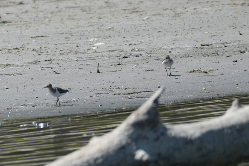 iNaturalist image
