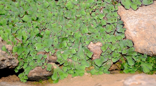 Cliff Waxwort