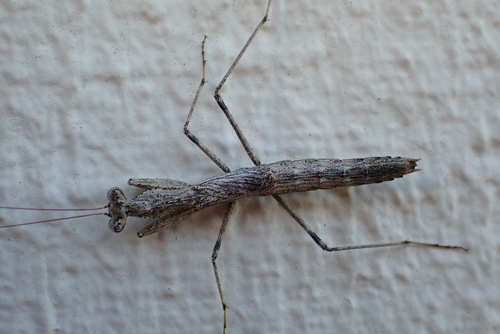 Obscure Ground Mantis