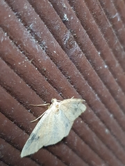 Lepidoptera
