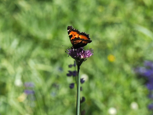 iNaturalist observation photo of California Tortoiseshell
