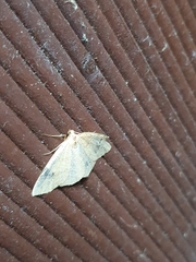 Lepidoptera