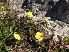 Pyrrhopappus pauciflorus